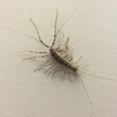 House Centipede thumbnail 3