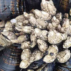 Gooseneck Barnacle thumbnail 4