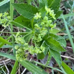 Western Sweet-cicely thumbnail 2