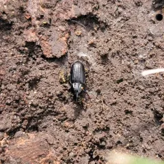 Pterostichus mutus thumbnail 4