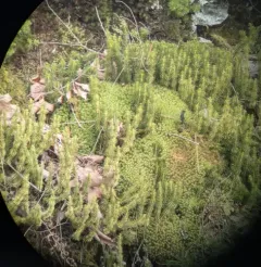 rock firmoss thumbnail 3