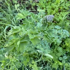 Torrey's Meadow Rue thumbnail 3