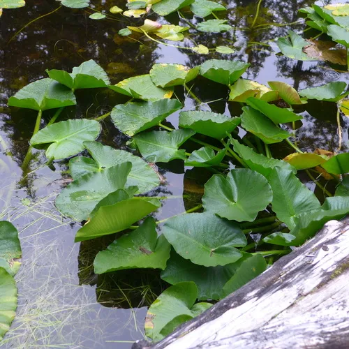 western yellow pond-lily
