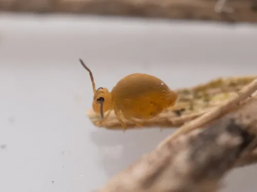Neokatianna acantholaema