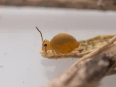 Neokatianna acantholaema thumbnail 1