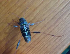 Split-necked Neoclytus thumbnail 4