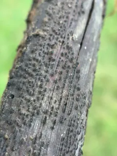 Paraeutypella vitis thumbnail 2