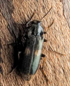 Connected False Darkling Beetle thumbnail 2