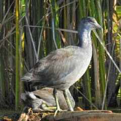 American Coot thumbnail 4