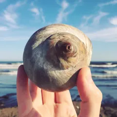Northern Moonsnail thumbnail 2