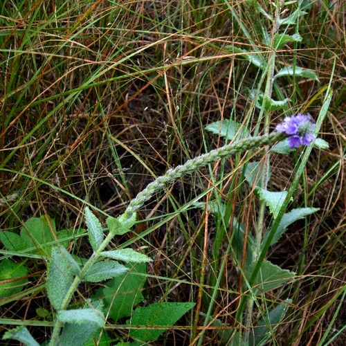 hoary vervain