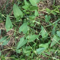 Black-bindweed thumbnail 3
