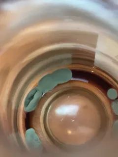 citrus blue mold thumbnail 3