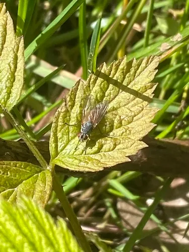 Phaonia subventa