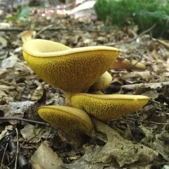 ash-tree bolete thumbnail 3