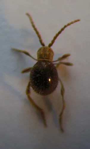 Black Spider Beetle
