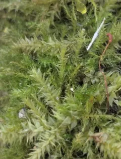 Streamside Leptodictyum Moss thumbnail 4