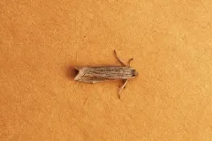Eucosma ambodaidaleia thumbnail 2
