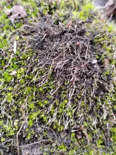 moss rust thumbnail 3