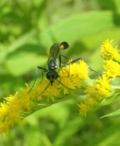 Ammophila urnaria thumbnail 1