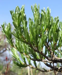 low sagebrush thumbnail 4