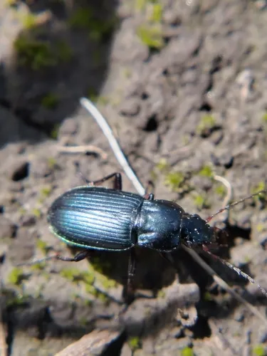 Poecilus scitulus