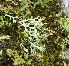 Thorn Lichen thumbnail 4