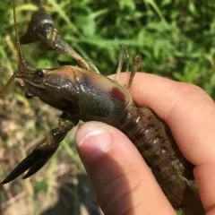 Rusty Crayfish thumbnail 3