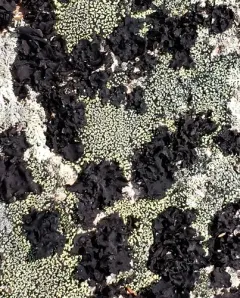 Petalled Rocktripe Lichen thumbnail 4