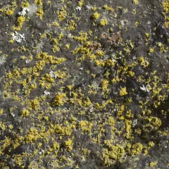 Hidden Goldspeck Lichen thumbnail 4