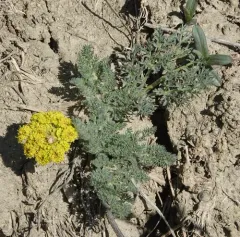 Carrotleaf Desert-parsley thumbnail 3