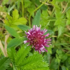 springbank clover thumbnail 2