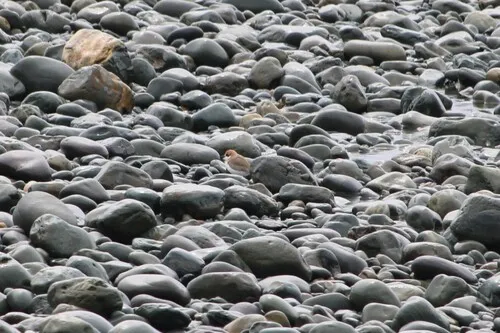 Greater Sand-Plover