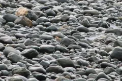 Greater Sand-Plover thumbnail 1