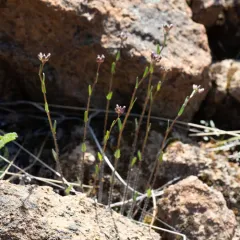 Waldo Rockcress thumbnail 4