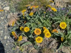 Rosy Balsamroot thumbnail 4