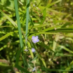 Marsh Speedwell thumbnail 4