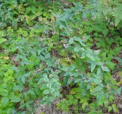 tall tick-trefoil thumbnail 2