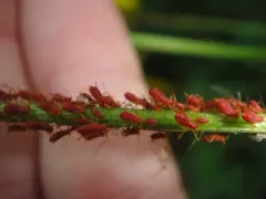 Goldenglow aphid thumbnail 2