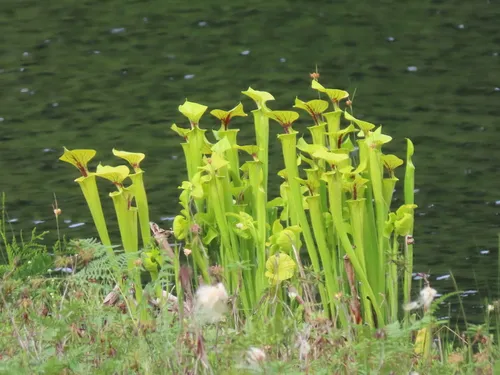 yellow pitcher plant