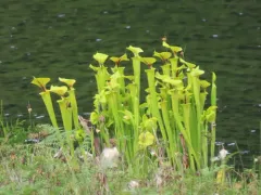 yellow pitcher plant thumbnail 1