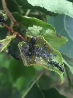 Spotted Poplar Aphid thumbnail 1