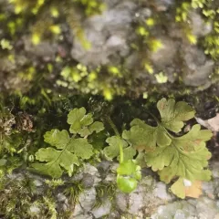 blunt woodsia thumbnail 4