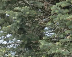 white fir thumbnail 3