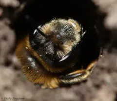 Commodius Miner Bee thumbnail 4