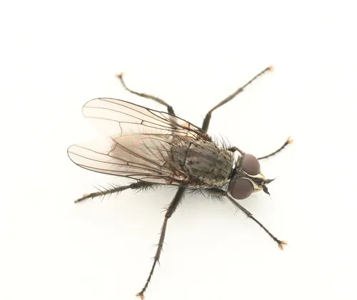 Leucophora unilineata