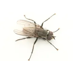 Leucophora unilineata thumbnail 1