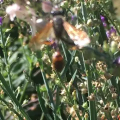 Elegant Grass-carrying Wasp thumbnail 2