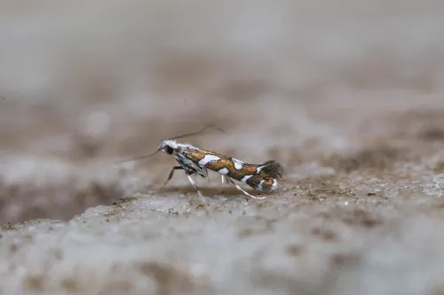 Marbleseed Leafminer