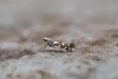Marbleseed Leafminer thumbnail 1